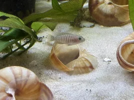 Lake Tanganyika Tank