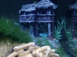 Name my first betta contest!
