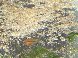 My Cories Are Spawning Everywhere!