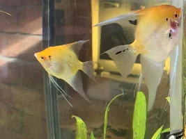 Free - pair of Angel fish