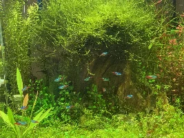 Integrating Neon Tetras