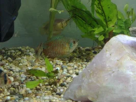 Dwarf Gourami Not Eating