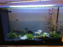 5 gallon Fluval Spec V