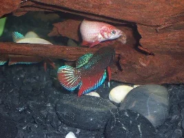 My new Female Betta tank