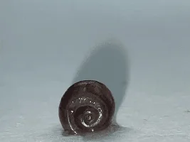 2nd opinion on snail ID