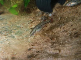 Characodon ojo Garabato