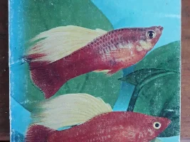 I am confused with platy sex determination