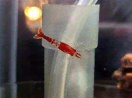 Shrimp photos