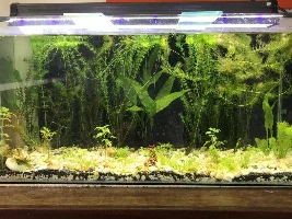 How many plants for silent cycle?