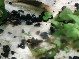 Algea eaters identification