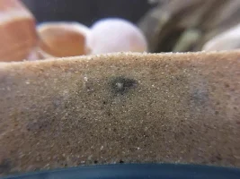 Am new & am interested in setting up at “Multifasciatus” or "Ocellatus gold" specific tank.