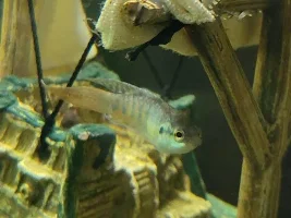 Forgive me, FF, For I have Sinned... Paradise Fish Tank Size Confirmation