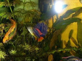 apistogramma sunburst