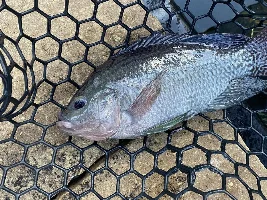 Tilapia with shiny raised white spots on lip, forehead