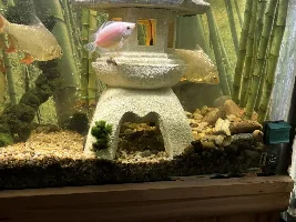 My Asian tank gets a new name… it’s now my “Bamboo water garden”