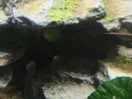 Lethargic platy laying on the gravel - help