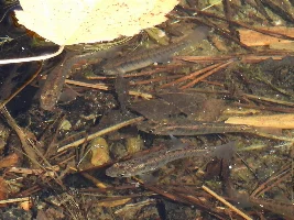 What type of "outdoor fish" are these?