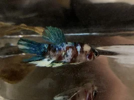 Emergency with my betta!