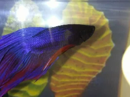 Today’s Fishy Photo Session