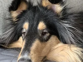 Dogs are better than many people:o