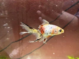 Shubunkin or fantail goldfish?