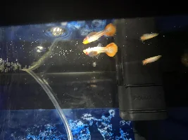 How much longer until my guppy has babies?