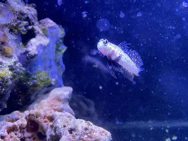 Favorite Fish Photos