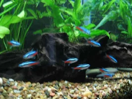 My First Aquarium
