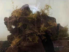 My new 55 gallon goldfish tank