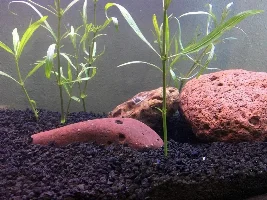 German Blue Ram Flashing on Substrate