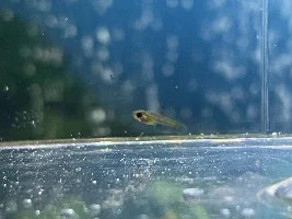 Are my guppies pregnant?
