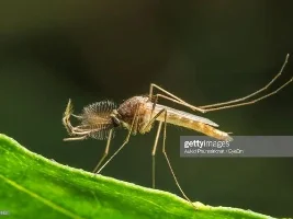 What are these bugs that came with the plants?!