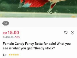 My betta Disco is a girl?!