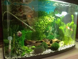 Ideas For Better Looking Tank?