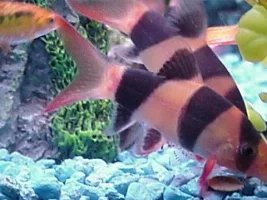 Love Those Loaches!!!1