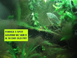 Any tips for gourami fry past the 2 week stage?