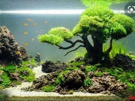 Moss and bogwood