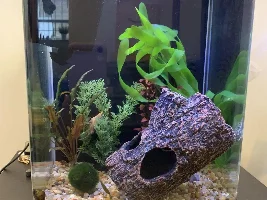 Guppy’s fins are disappearing SOS