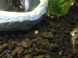 strange egg/ white thing in my aquarium
