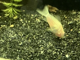 Gravid, or about to take a massive poop?