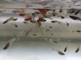 Mutt guppies