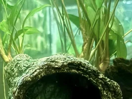 seems like everyone is talking about "breeding"