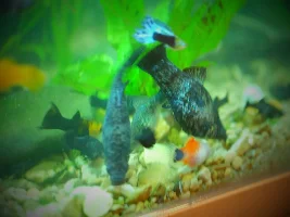 60 litres: Single male swordtail with or without guppies