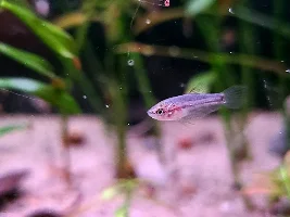 So Many Babies
