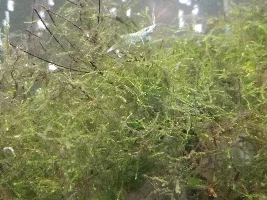 Black Hair Algae and Unknown