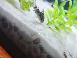 Fluke/Nematode infection?