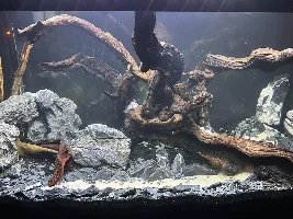 Pics - possible layout, thoughts?
