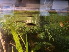 Corydoras swimming up the surface