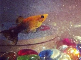 Thought Molly Was Preggo, But She Had Big Poo. Help!