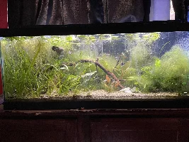 Fluval Flex 15 gallon build thread